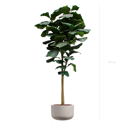 [A-AB8-FC18] Der Lyrata-Baum – grau Sandtopf #künstlich