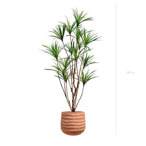 [A-PT18-FC13] Le Dracena - Pot Terracotta - Artificiel
