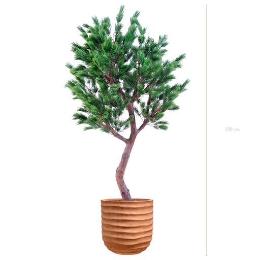 [A-AB5-FC16] Le Pin 250 - Pot Terracotta - Semi-Naturel