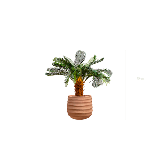 [A-PT21-FC12] Le Petit Cycas - Pot Terracotta - Artificiel
