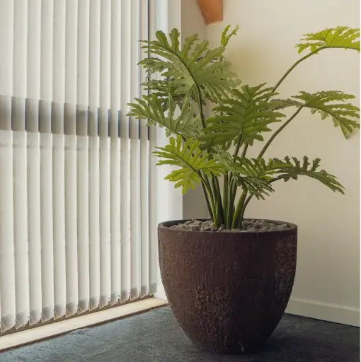 [A-PT22-FC9] Le Philodendron - Pot Oyster - Artificiel