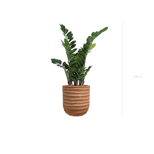 [A-PT15-FC15] Le Zamia - Pot Terracotta - Artificiel