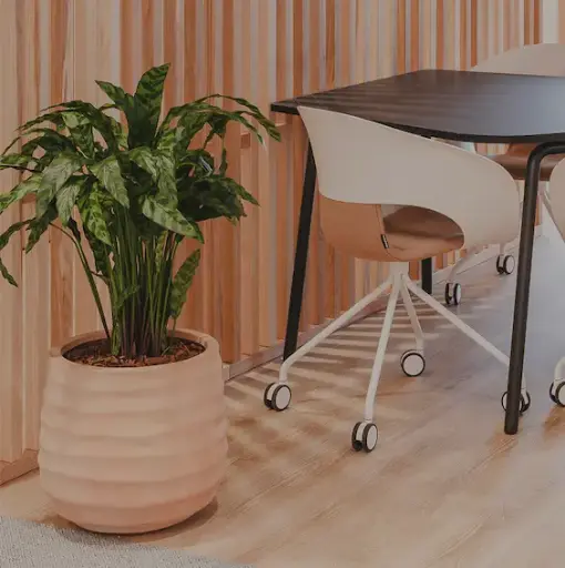 [A-PT19-FC13] Le Calathea - Pot Terracotta - Artificiel