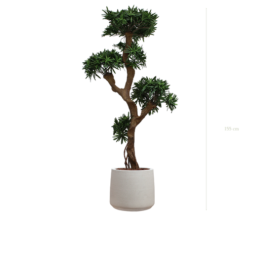 [A-PT8-FC19] Le Podocarpus - Pot Sable - Artificiel