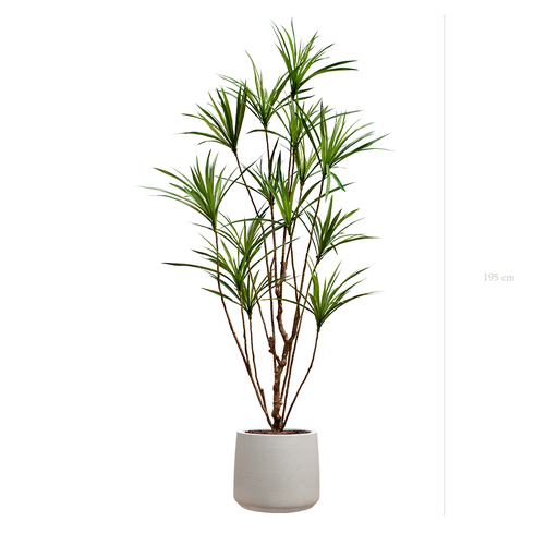 [A-PT18-FC19] der Dracena - grau Sandtopf #künstlich