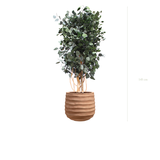 [S-PT4-FC13] Le Populus - Pot Terracotta - Stabilisé