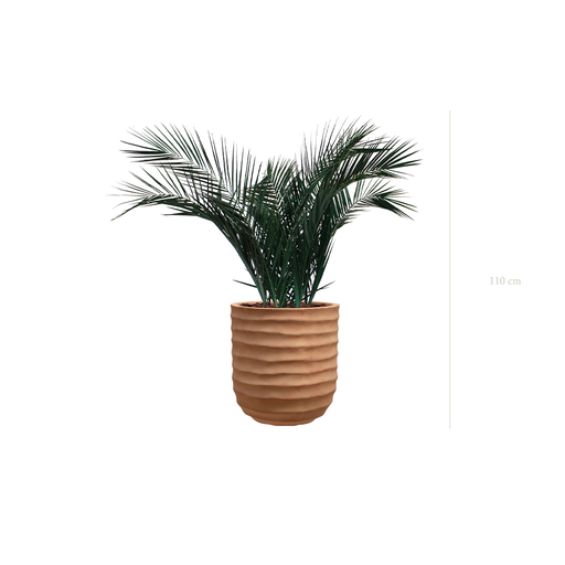 [S-TG6-FC15] Le Palm - Pot Terracotta - Stabilisé