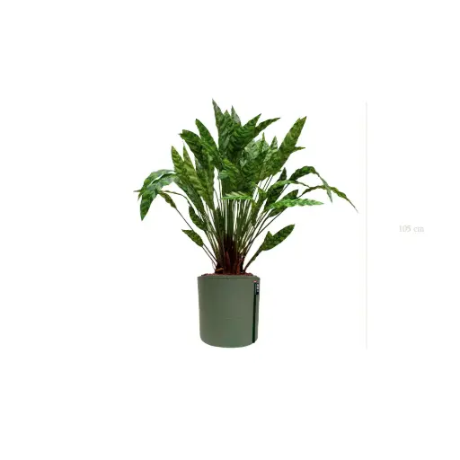 [A-PT19-TI9] The Calathea – MyBac Pot #Artificial