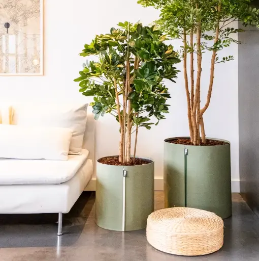 [A-PT10-TI10] Die Schefflera - MyBac-Topf #Halbnatürlich