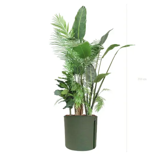 [A-J7-TI11] La Bornéo - Pot MyBac - Artificiel