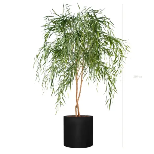 [A-AB11-FB25] Le Saule - Cylindre Noir - Semi-Naturel