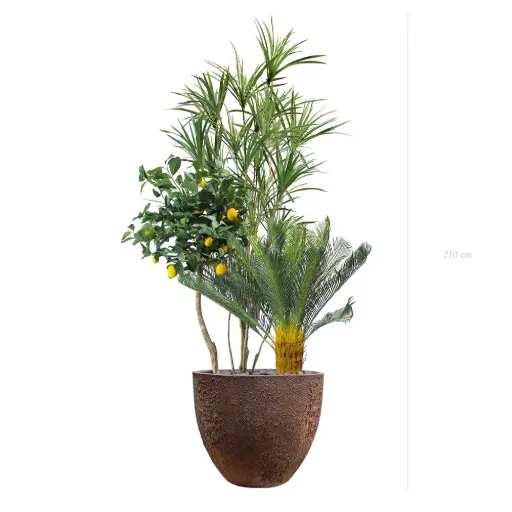 [A-J15-FC9] La Capri - Pot Oyster - Semi-Naturel 