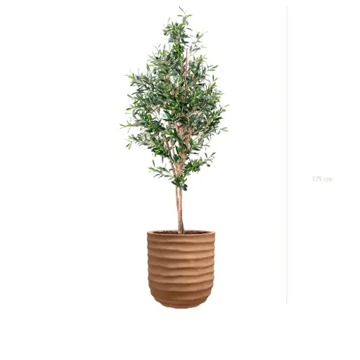 [A-PT26-FC15] Le Petit Olivier - Pot Terracotta - Semi-Naturel