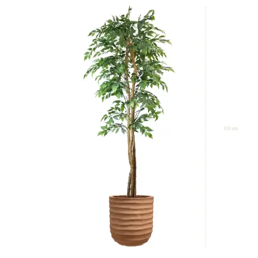 [A-PT30-FC15] Le Figuier - Pot Terracotta - Semi-Naturel
