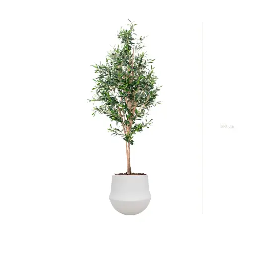 [A-PT26-CE2] Le Petit Olivier - Pot Rond Blanc - Semi-Naturel