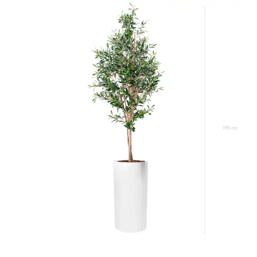 [A-PT26-FB18] The Small Olivier – Tall White Cylinder #Semi-Natural