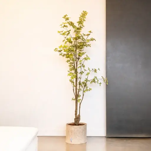 [A-PT32-TI6] The Tropaeolum – Beige Fabric Pot #Artificial
