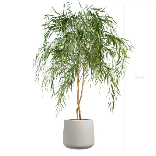 [A-AB11-FC20] Le Saule - Pot Sable - Semi-Naturel 