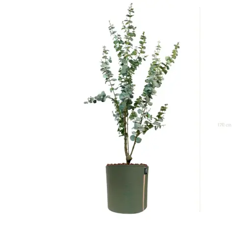[A-PT25-TI10] Le Petit Eucalyptus - Pot MyBac - Artificiel 
