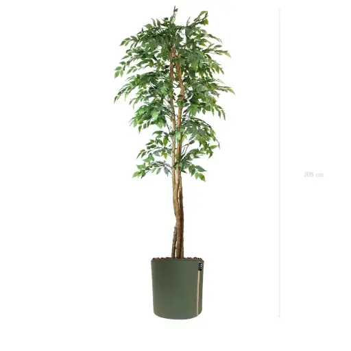[A-PT30-TI10] Le Figuier - Pot MyBac - Semi-Naturel 