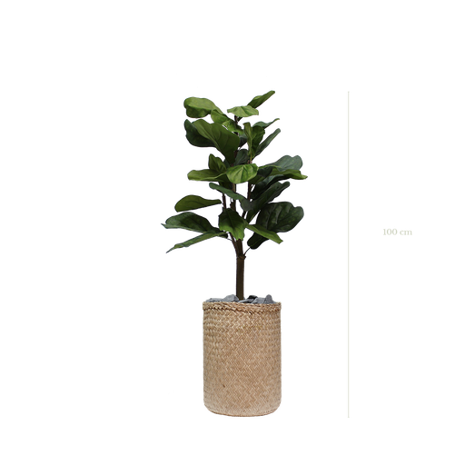 [A-PT1-TR2] Le Lyrata 100 cm - Pot Tressé - Artificiel