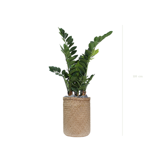 [A-PT15-TR2] Le Zamia 110 cm - Pot Tressé - Artificiel