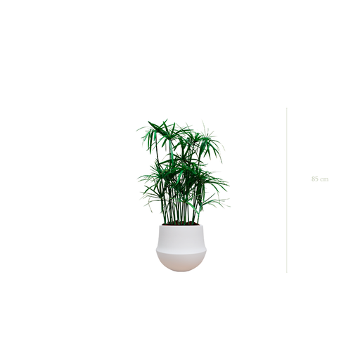 [S-TG5-CE1] Le Papyrus - Pot Rond Blanc - Stabilisé