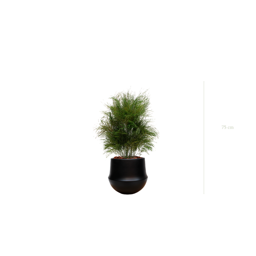 [S-TG1-CE9] L’Herbe Folle - Pot Rond Noir - Stabilisé